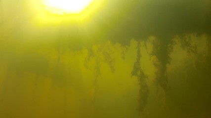 underwater shot of murky water and fish in a pond