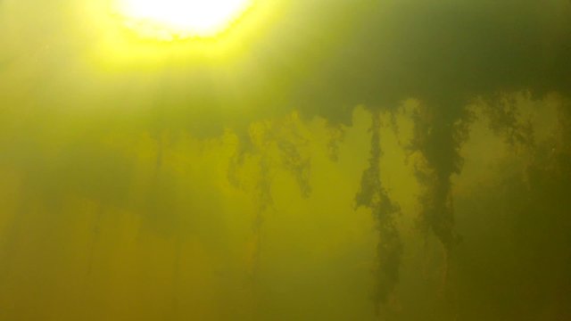 underwater shot of murky water and fish in a pond