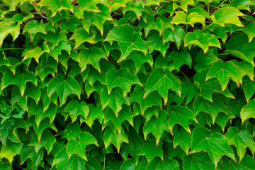 Fototapeta na wymiar Many green leafs of ivy cover a wall. Nature background, texture