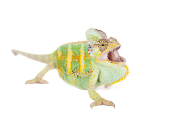 Naklejka premium The veiled chameleon, Chamaeleo calyptratus, male