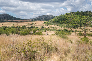 Giraffe, Pilanesberg national park. South Africa.
