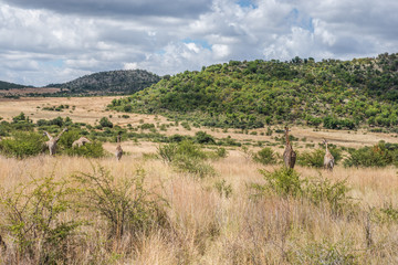 Giraffe, Pilanesberg national park. South Africa.
