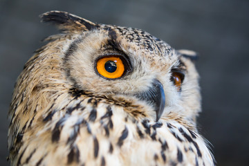 Korean Eagle Owl