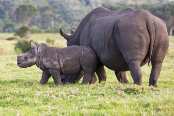 Fototapeta premium Cute Baby White Rhino and Mom