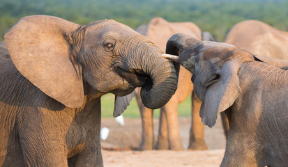 Fototapeta na wymiar African Elephant Greeting