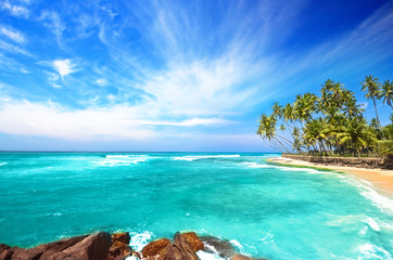 Beach side Sri Lanka with coconut trees - obrazy, fototapety, plakaty
