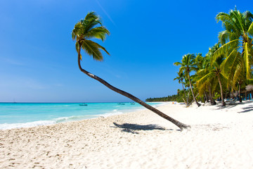  Beach and Palm tree