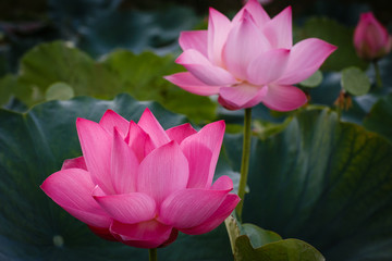 The Blossom Time-lapse of Lotus Flower