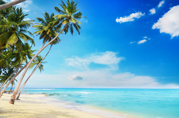 Fototapeta na wymiar Beach side Sri Lanka with coconut trees