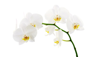 Naklejka na ściany i meble orchids flower