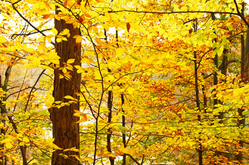 Autumn yellow leaves background