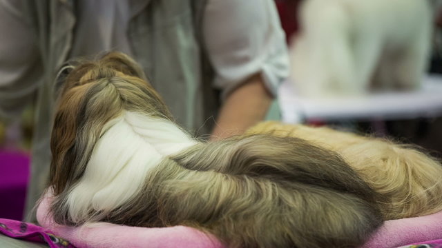 Two Shih-tzu puppies with funny pony-tail hair