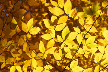 Autumn yellow leaves background
