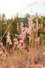 Grasses on the roadside background
