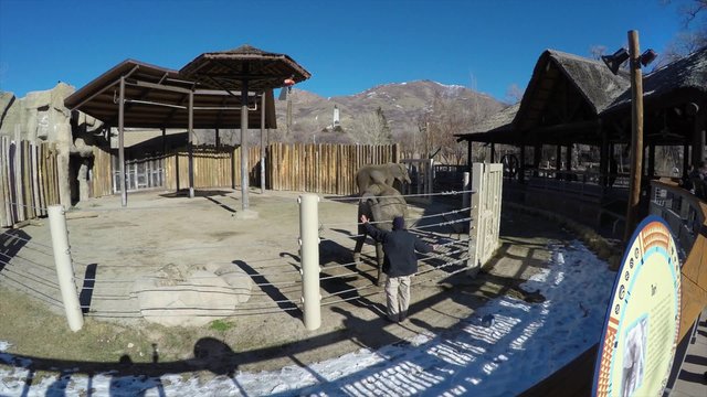 Families watch an elephant trainer at the zoo doing tricks