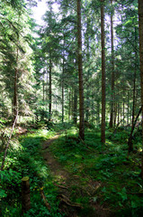 green forest