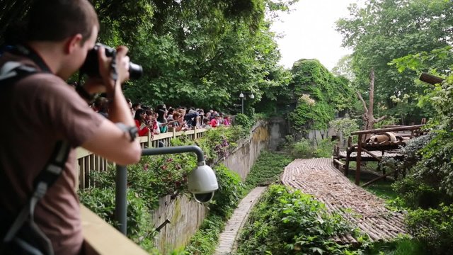 photographer at the giant panda breeding research center in chengdu