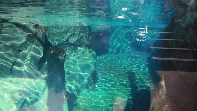 an aquarium at the zoo