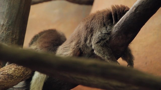 Monkey sitting on branch