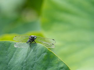 蓮の葉の塩辛蜻蛉