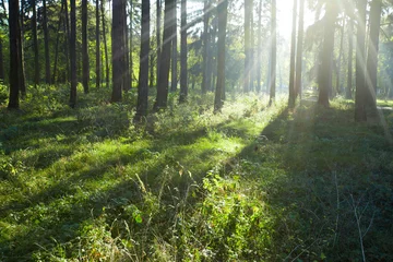 Wald
