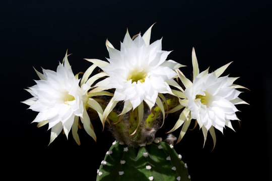 Fototapeta Cactus Echinopsis subdenudata with three white blossoms, against black background