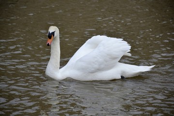 Obraz premium Wild swan and water reflections 