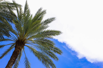 Fototapeta premium Palm under blue sky
