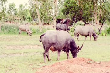 Naklejka premium Vintage the water buffalo or domestic Asian water buffalo (Bubal