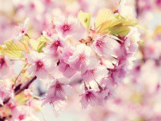 Cherry blossoms