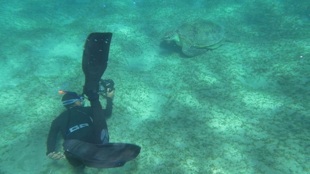 Diver and Big Sea Turtle