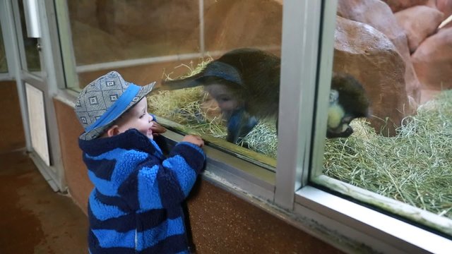 toddler laughing at a monkey