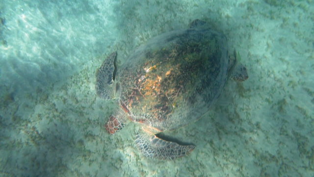 Big turtle searching food on sea floor