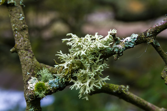 Evernia prunastri, oakmoss, lichen on branch.