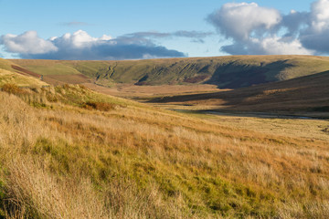 British grassy wilderness, evening.