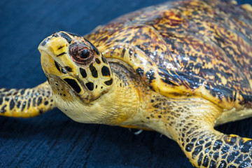 Turtle