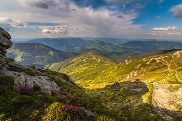 Naklejka premium Magic pink rhododendron flowers in the mountains