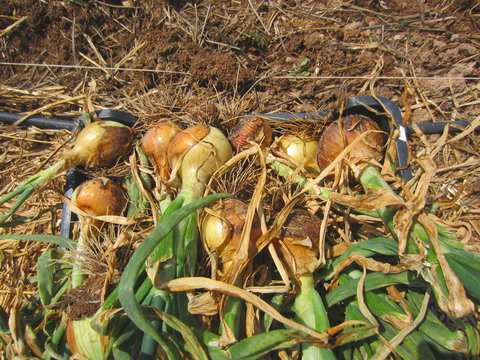 Onion Harvest