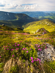 Magic pink rhododendron flowers in the mountains