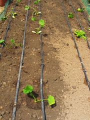 melon seedlings with drip irrigation