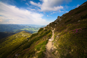 Magic pink rhododendron flowers in the mountains