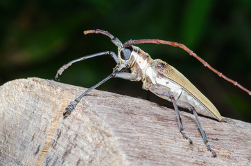 long-horned beetle
