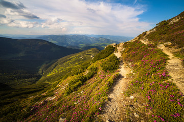 Magic pink rhododendron flowers in the mountains