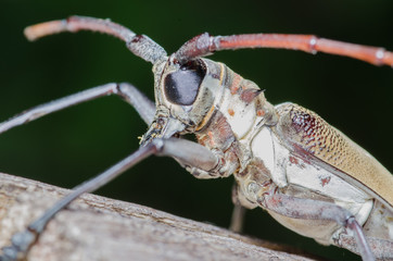 long-horned beetle
