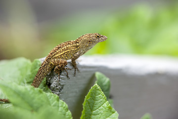 Gecko in a garden.