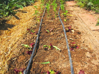 oak leaf lettuce and pepper seedlings with drip irrigation