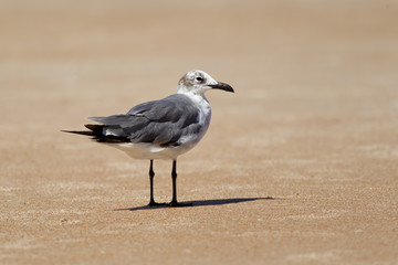 Gull stands on the sand.