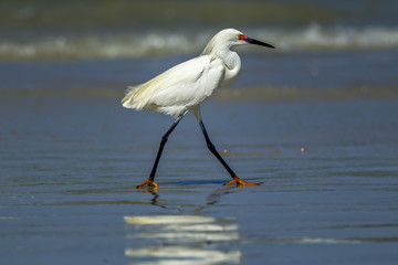 Egret walking in shallow water.