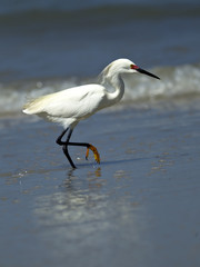Snowy egret raises leg out of water.