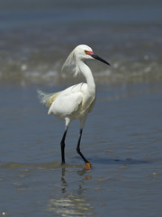 Cute snowy egret on wet sand.